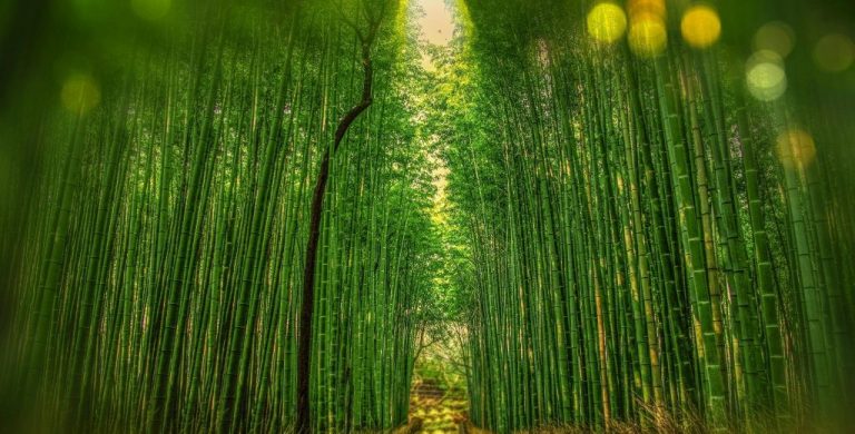 קיוטו Kyoto יפן
