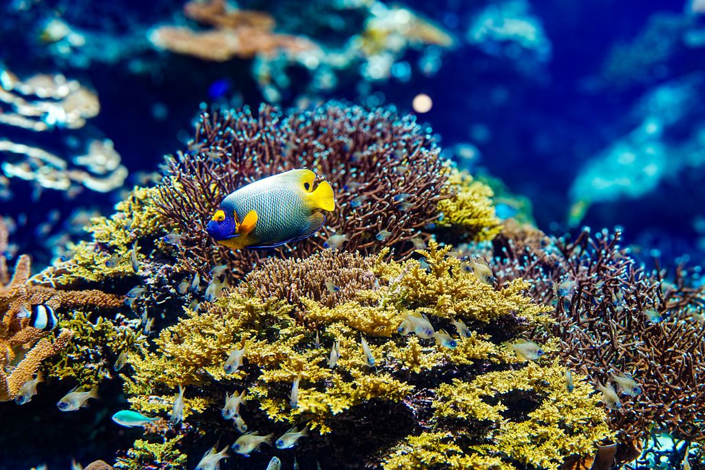 אוקינאווה יפן (Churaumi Aquarium) אקווריום צ'וראומי